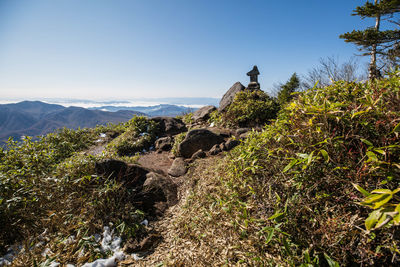 View of plants growing on rock against sky