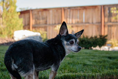 Black dog looking away