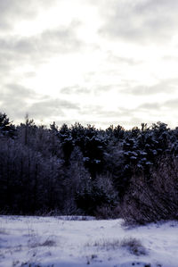 Trees on field against sky during winter