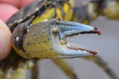 Close-up of hand holding leaf