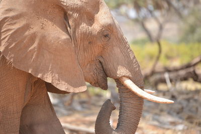 Close-up of elephant standing outdoors