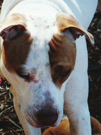 Close-up portrait of a dog