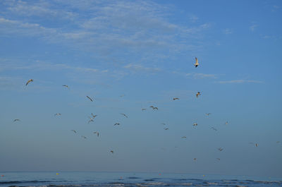 Flock of birds flying over sea