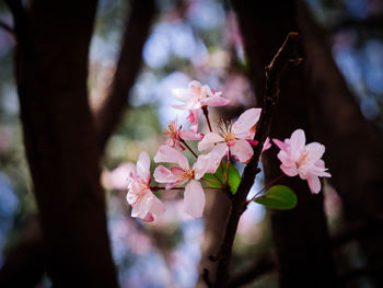 Close-up of crabapple flowers blossoming in dark tree trunks.