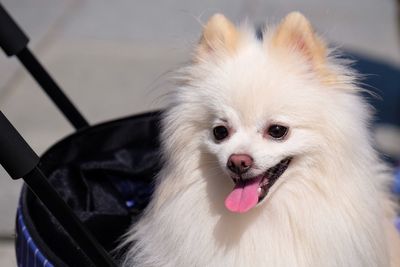 Close-up of pomeranian with stroller