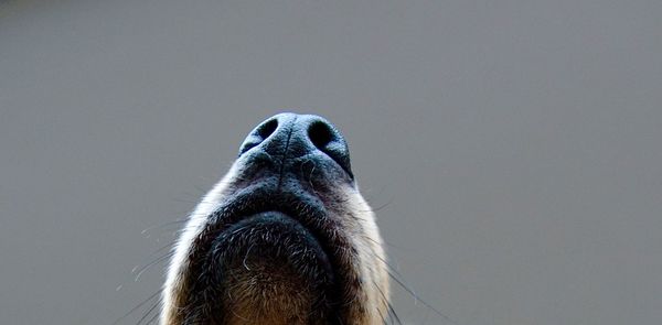 Close-up of a dogs nose
