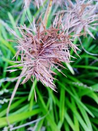 Close-up of plant