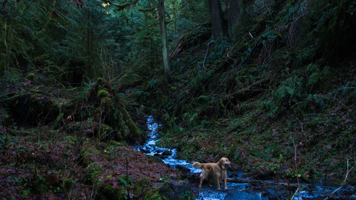 Dog in forest