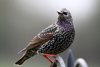 Close-up of bird perching outdoors