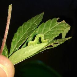 Close-up of green leaves