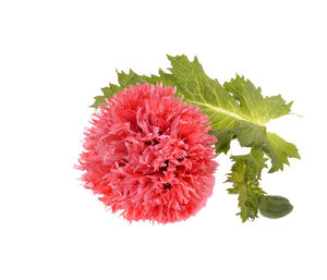 Close-up of pink flower against white background