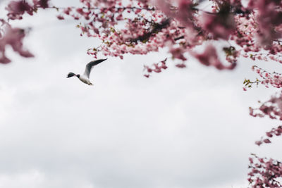 Low angle view of cherry blossom