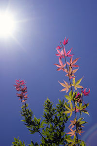 Low angle view of flowering plant against blue sky