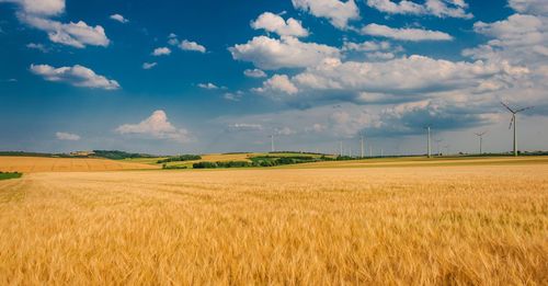 Scenic view of agricultural field against sky