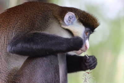 Schmidt's red-tailed guenon monkey sneaking a snack