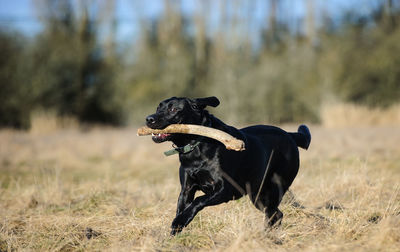 Close-up of black labrador carrying stick in mouth while running on grassy field