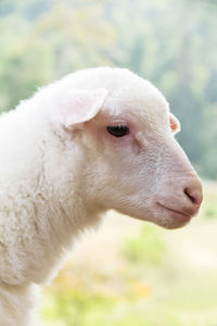 Close-up portrait of white