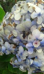 Close-up of bee on white flowers