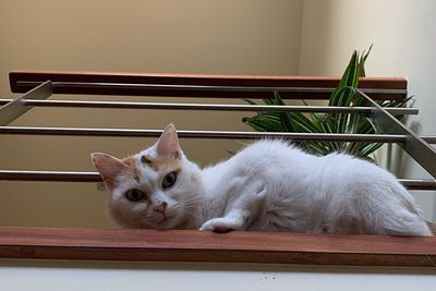 Portrait of cat sitting on table