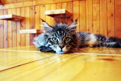 Close-up portrait of a cat