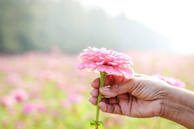 Close-up of hand holding pink flowering plant