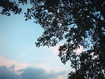 Low angle view of trees against sky