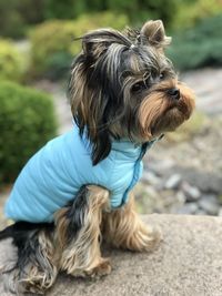 Close-up of dog looking away