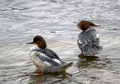Mallard ducks swimming in lake