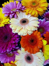 Full frame shot of multi colored daisy flowers