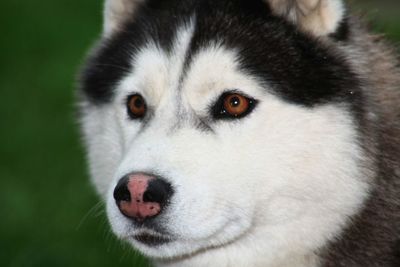 Close-up of dog looking away