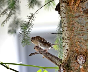 Low angle view of bird perching on tree