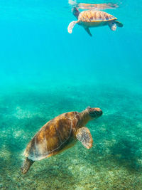 Turtle swimming in sea