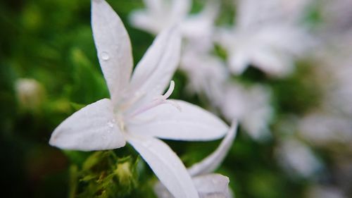 Close-up of white flower blooming outdoors