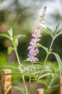 Close-up of purple flowering plant