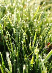 Close-up of wet grass on field