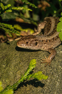 Close-up of a lizard on a forest