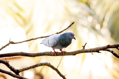 Low angle view of bird perching on branch pegion