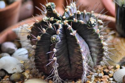 Close-up of cactus plant