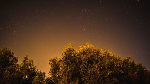 Low angle view of trees against sky at night