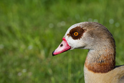 Close-up of swan