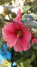 Close-up of pink flowers