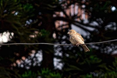 Close-up of a bird on railing against blurred background