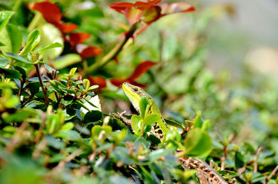 Close-up of lizard on tree