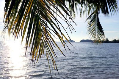 Palm tree by sea against sky