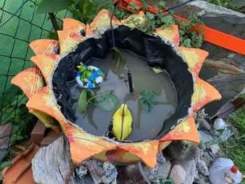 High angle view of multi colored leaves on plant