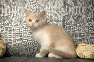 Cat sitting on sofa