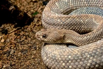 Close-up of snake on field