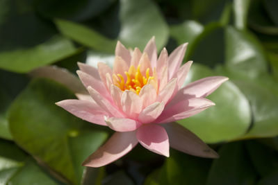 Close-up of raindrops on flower