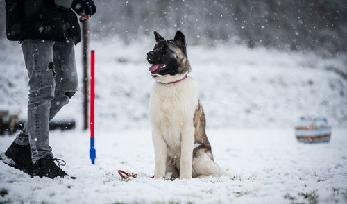 Dog on snow field