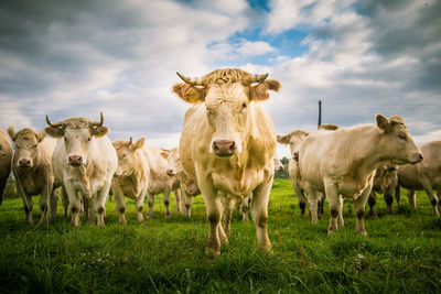 A beautiful white cows in the field. rural landscape with cattle.